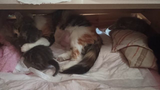 VID_20260423_115240.mp4