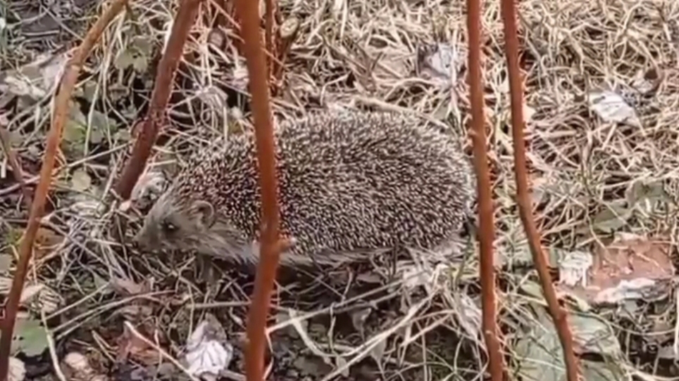 Ёжик проснулся не вовремя. Выживет он или нет?