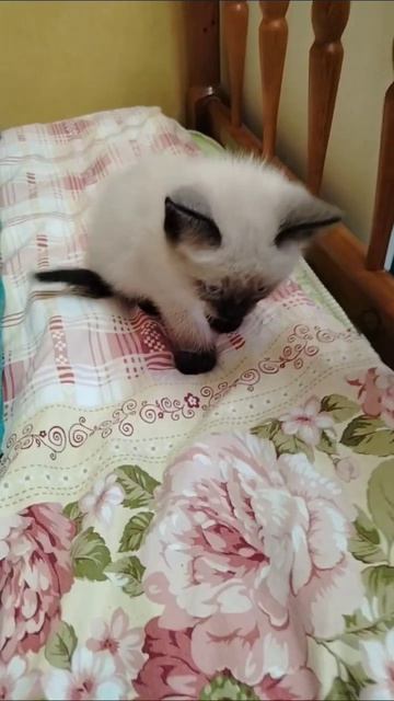 Котёнок Симба хочет гулять