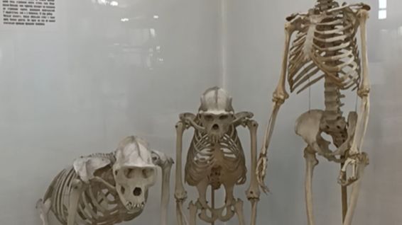 Зоологический музей _ 2 часть