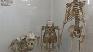 Зоологический музей _ 2 часть