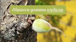 Молимся, чтобы не было заморозков, цветущий плодовый сад с абрикосами