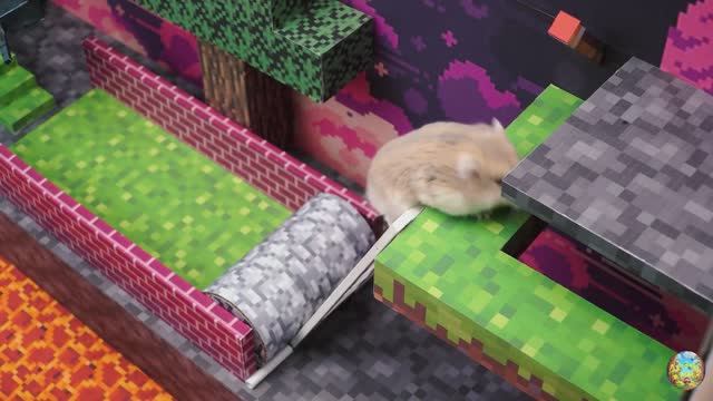 Путешествие хомячка в майнкрафт: сможет ли он покорить блоки?! часть 1