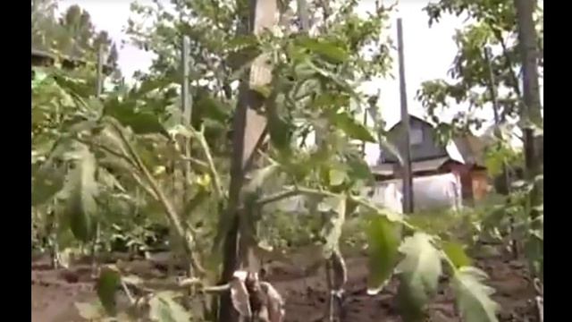 КАК защитится от  фитофтороза