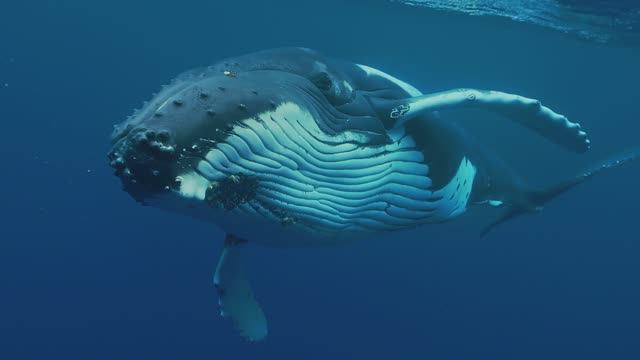 Горбатые киты. Творчество