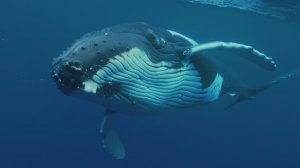 Горбатые киты. Творчество