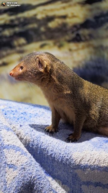 Карликовый мангуст и его уютная лежанка. Ленинградский зоопарк