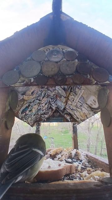 1000016205.mp4Кормушка.24.04.2026г.