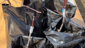 Садоводство в  Тетюшской школе №2 имени Героя России Андрея Соколовского