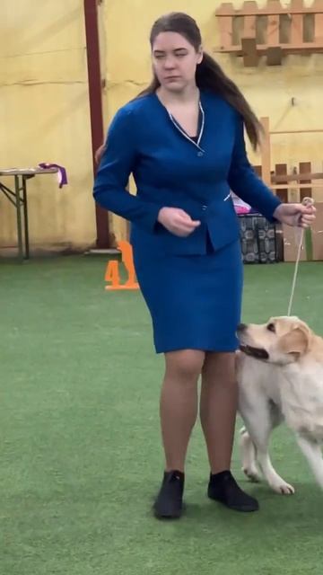 Выбор ЛСП, лабрадор 