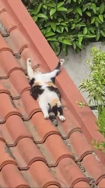 VID_20260424_154519_214.mp4