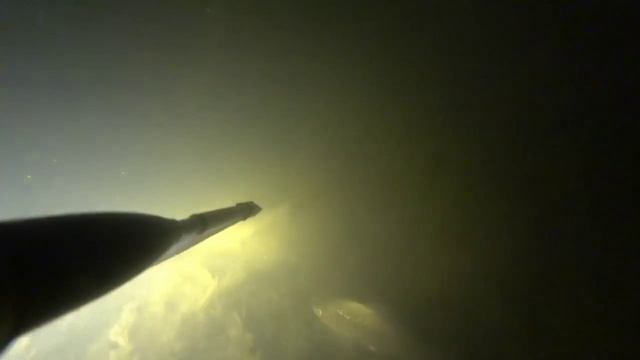 Подводная охота. Трофейный белый амур.