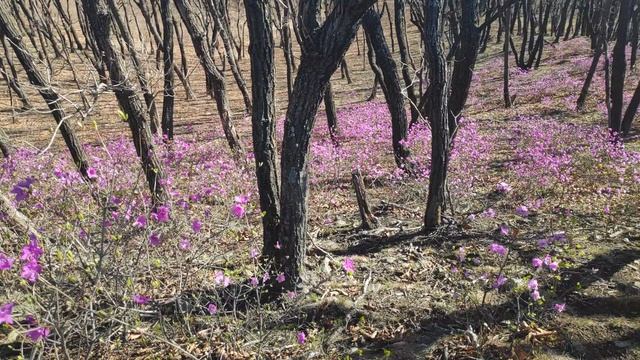 Залив Находка и багульник 24апр2026год