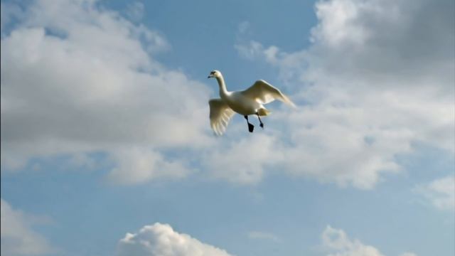 Над землёй летели лебеди (Андрей Донецкий)