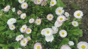 Понемногу обо всём. Подвязала розы, клематисы.