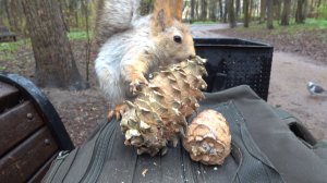 Шишка для Балерины. Сложный выбор