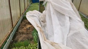 24.04.26. Осталась без раннего урожая. Все сгорело.