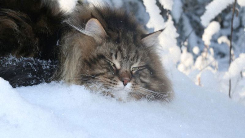 с барбариками веселее умирать на левеле