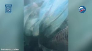 Сахалинец снял завораживающее видео, нырнув в косяк сельди и мойвы