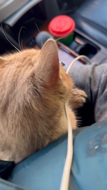 Спасение котенка