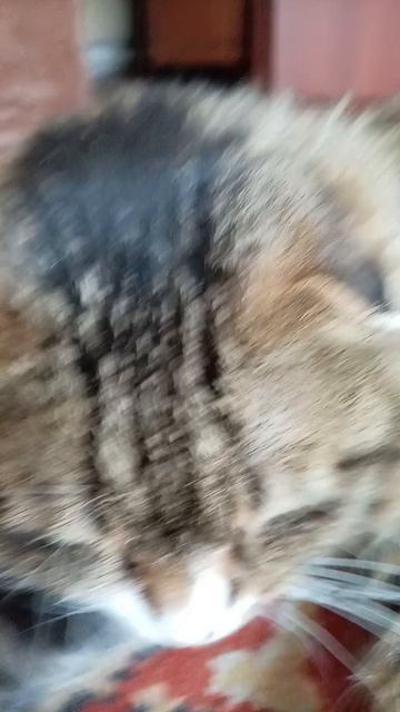 мой котик пизя