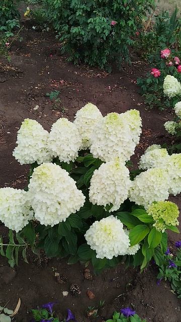 Метельчатая гортензия Шугар Раш Сладкая вата.