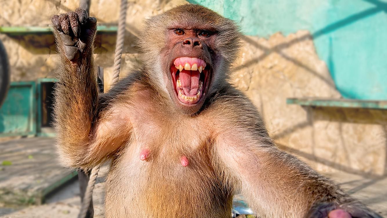 Люся ПОБИЛА Стёпку, ЗАГНАЛА В угол, и стала ОРАТЬ! Обезьяны играют с кепками- модная БИТВА