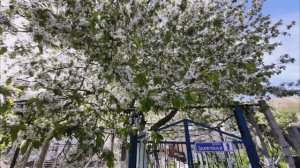 Весна на Заречной улице