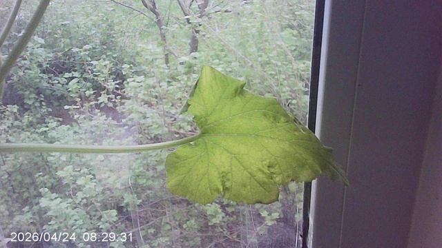 Обзор кабачкового растения сорта 