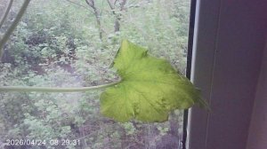 Обзор кабачкового растения сорта "Чёрный красавец" ЯНВАРСКОГО посева