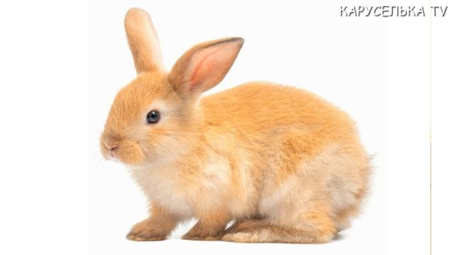 Домашние животные для детей Звуки животных  Развивающие мультики про животных для малышей