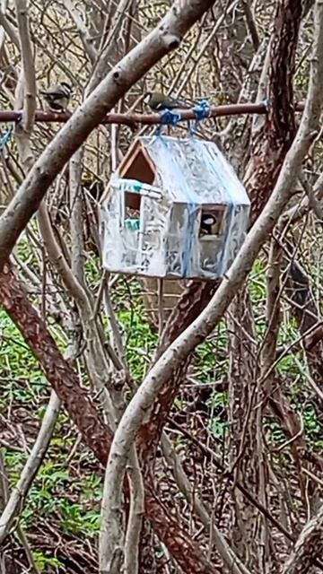 Похолодало, синицы прилетели к кормушкам. Белка прибегает за орехами (24.04.26.)