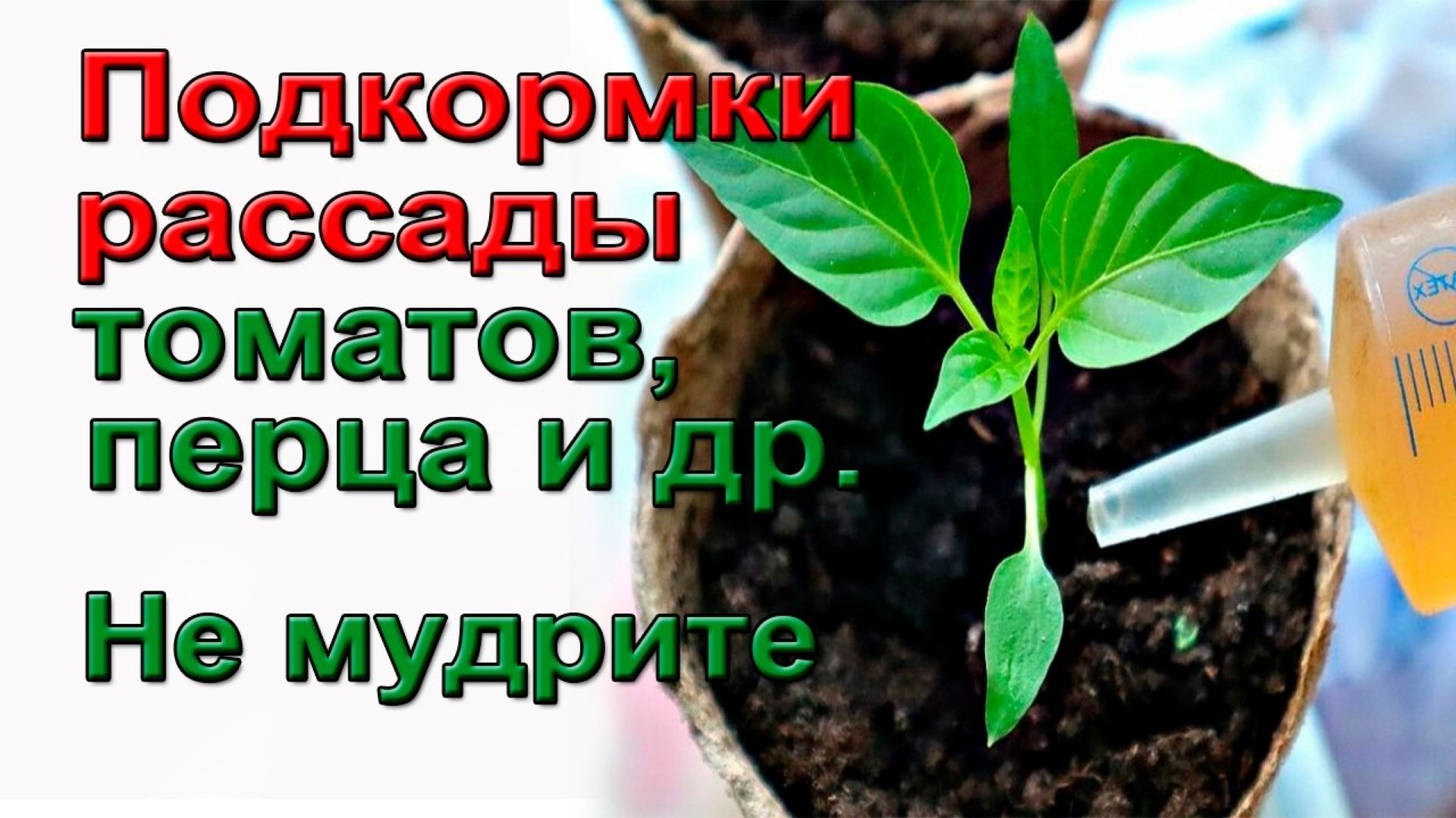 Секретные подкормки рассады томатов перцев и огурцов. По-взрослому.