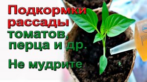 Секретные подкормки рассады томатов, перцев и огурцов. По-взрослому.