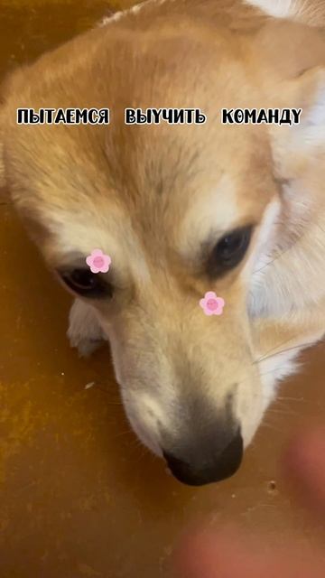 Пытаемся выучить команду стыдно