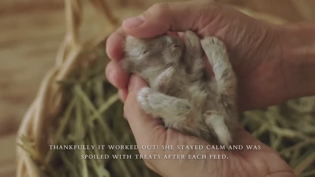 #6  Осенняя посадка растений, крольчата, установка фонтанов