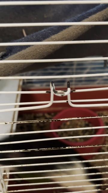 Милашки!!!🐱🤗💞