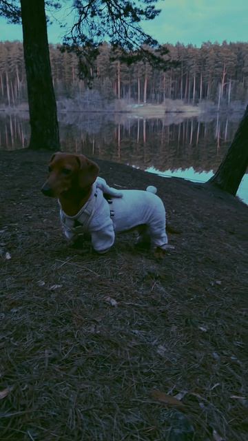 Прогулка в лесу😎