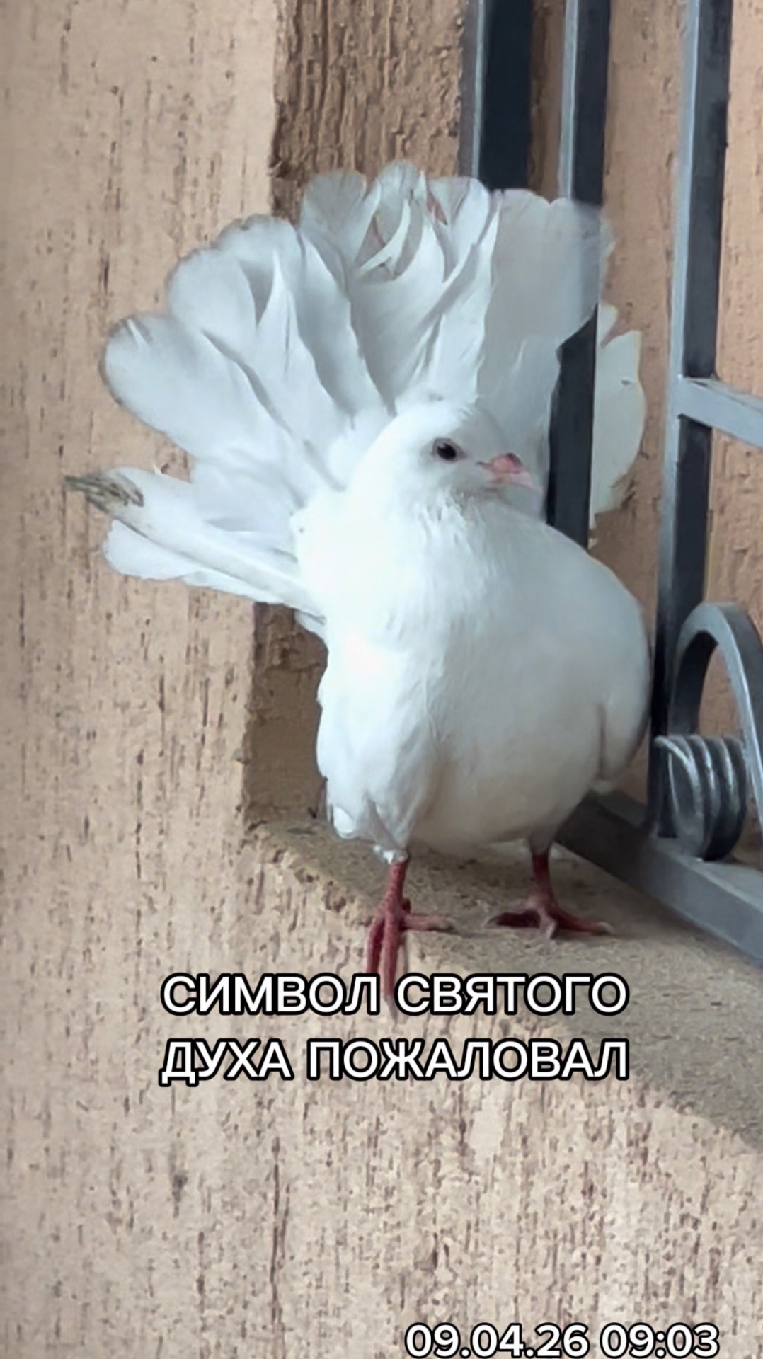 СИМВОЛ СВЯТОГО ДУХА ПОЖАЛОВАЛ