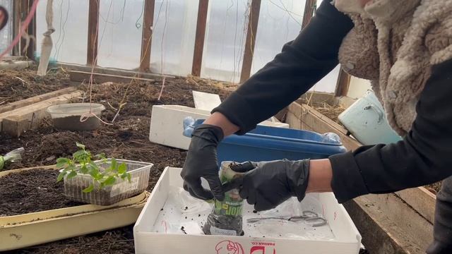 В какие ёмкости ещё можно пикировать рассаду!?