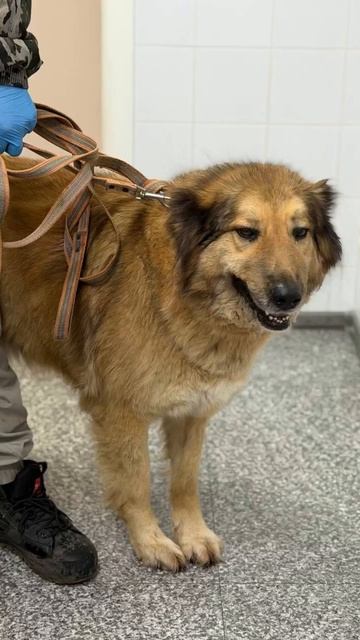 Пара ласковвх турчанок Рон 🌸🌸 ищут 🏠❗Пост в описании 🎥 #dog #собака #приют #любовь