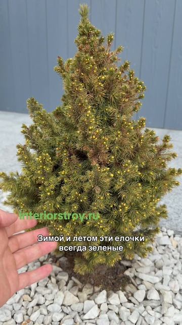 Клумба цветник около террасы или крыльца