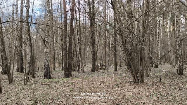 Лосиный остров, апрель  17.04.2026