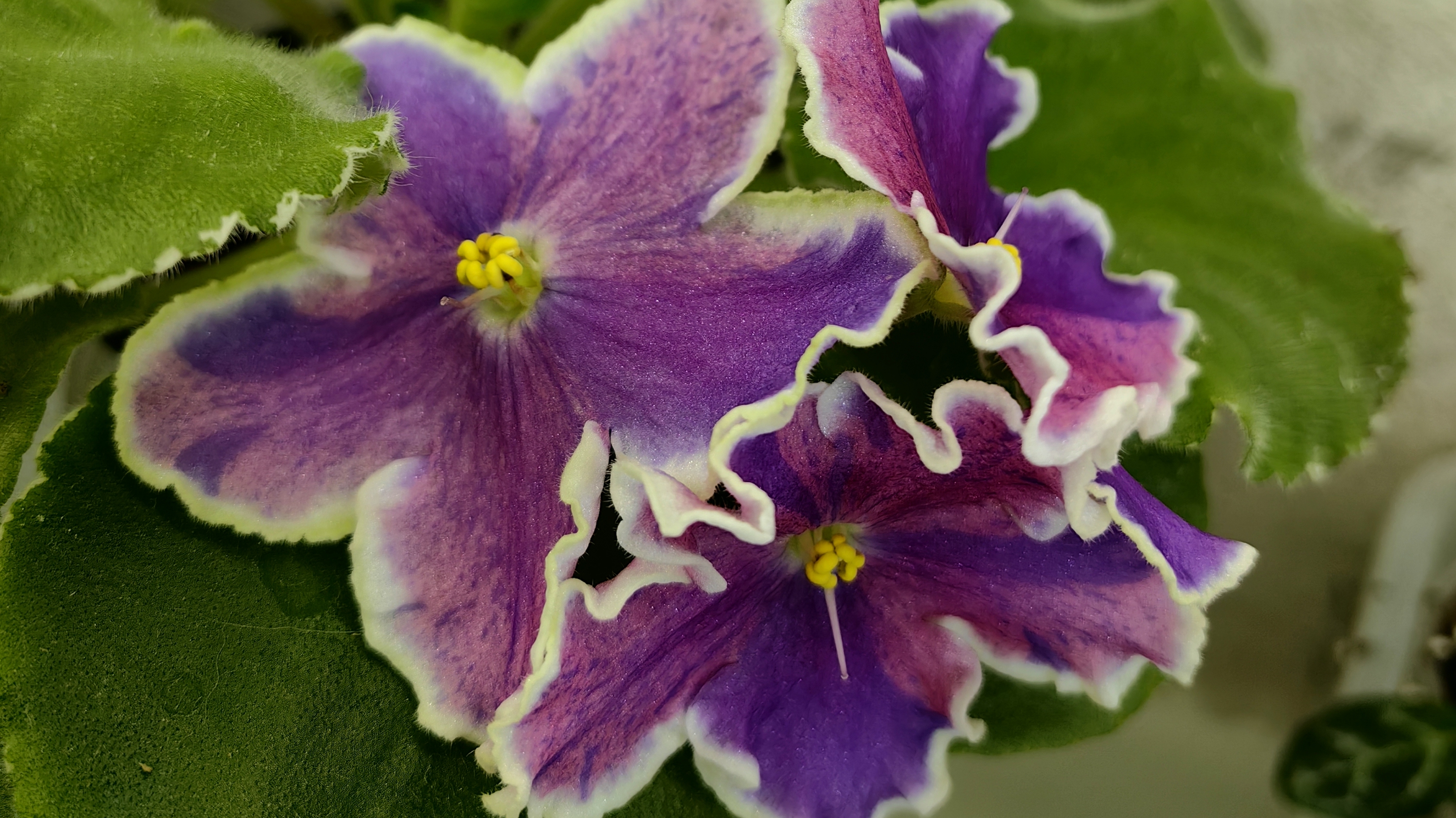 ИЗЛИШКИ фиалок на 24.04.26г  Успейте приобрести 