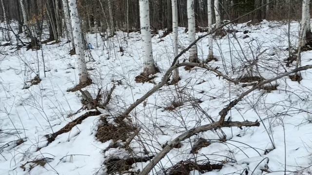 Ну вот за соком берёзовым как за подснежниками сходил . 24.04.2026