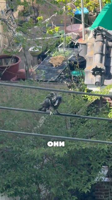 Нетипичные воры в Корее! Будьте осторожны!  южнаякорея  johnvikka  корея