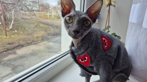 Нашла для себя удобную позу.... может долго сидеть в таком положении.  Мишель. Канадский сфинкс