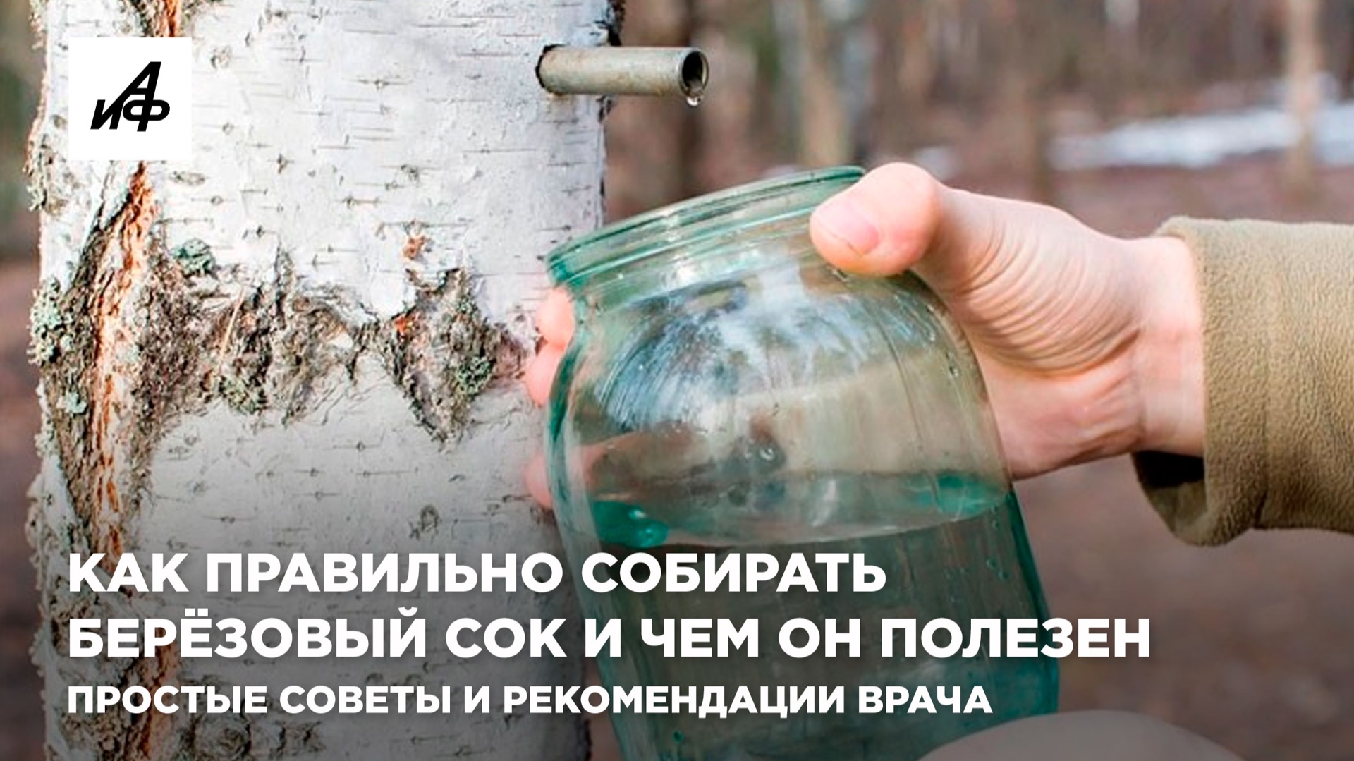 Как правильно собирать берёзовый сок и чем он полезен. Простые советы и рекомендации врача