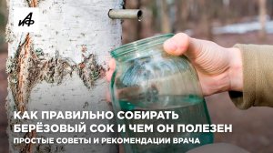 Как правильно собирать берёзовый сок и чем он полезен. Простые советы и рекомендации врача