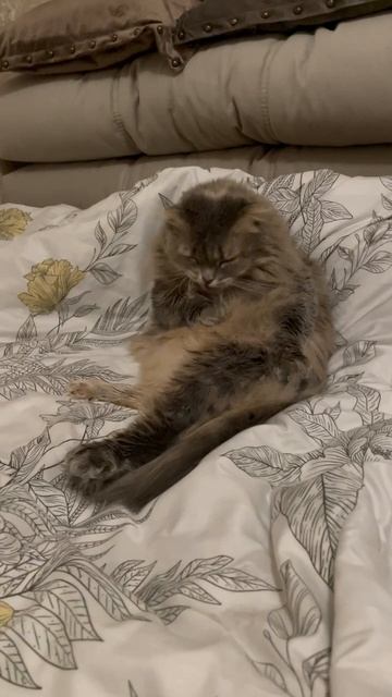 Котомама Ириски пишет: 